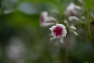 02 しかしこの花、油断してはいけません。繁殖力がとても強いので庭で見つけたら写真を撮ってから速攻引っこ抜きましょう^^; さもないとあっという間に占領されてしまいます。Canon EOS 5D Mark IV　Tokina AT-X100mmF2.8マクロ