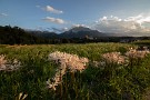 03 夕刻、秋を求めて寺坂の棚田へ行ってみました。今は園芸種の白い彼岸花が盛り〜終わり際です。Canon EOS 5D Mark IV　SIGMA 12-24mm F4.5-5.6 II DG HSM