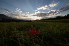 05 普通の彼岸花はちらほらと咲き始めていました。Canon EOS 5D Mark IV　SIGMA 12-24mm F4.5-5.6 II DG HSM