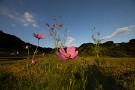 07 コスモスも咲き始めです。秋の花も全体的に遅れているようです。Canon EOS 5D Mark IV　SIGMA 12-24mm F4.5-5.6 II DG HSM