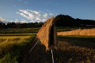 08 すでに稲刈りも始まっています。Canon EOS 5D Mark IV　SIGMA 12-24mm F4.5-5.6 II DG HSM