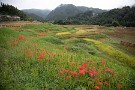 01 横瀬町寺坂棚田の彼岸花が咲きそろってきました。とは言えまだご覧のように半分も咲いてないようです。もう9月も終わりですが、こんなに咲くのが遅いのは記憶にありません。Canon EOS 5D Mark IV　Canon EF24〜105mmF4