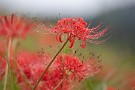 02 雨上がり、綺麗に水滴を纏っています。Canon EOS 5D Mark IV　Canon EF300mmF4