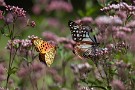 04 ヒョウモンチョウと共演です。Canon EOS 5D Mark IV　Canon EF300mmF4