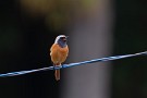 01 今年もジョウビタキがやってきました。ヒー　ヒー　カッ　カッ　と毎日元気に鳴いています。それにしても600mmの威力はなかなかです。Canon EOS 5D Mark IV　SIGMA 150-600mm F5-6.3 DG OS HSM Contemporary