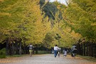 07 スカイロードの銀杏並木の黄葉も見頃ですが… Canon EOS 5D Mark IV　Canon EF300mmF4