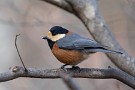 01 今日は先日丸山で撮影した冬の野鳥をお楽しみください。まずはフレンドリーなヤマガラです。Canon EOS 5D Mark IV　SIGMA 150-600mm F5-6.3 DG OS HSM Contemporary