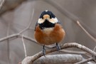 02 気温は３℃。鳥たちは断熱のため羽毛に空気を含み丸くなっています。またそれが可愛いのですが…^ - ^ Canon EOS 5D Mark IV　SIGMA 150-600mm F5-6.3 DG OS HSM Contemporary