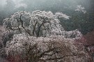 01 今日から４月ですが、秩父地方は昨夜からの雨が朝方雪に変わりました。ということで、満開を迎えている清雲寺の枝垂れ桜に降る雪を撮影してきました。Canon EOS 5D Mark IV　Canon EF70〜200mmF4