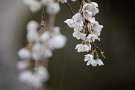 03 桜隠しというほどは積もりませんでしたが、雪に濡れる桜が印象的でした。Canon EOS 5D Mark IV　Canon EF70〜200mmF4
