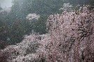 07 ピンク系は咲き始め。ピンクと雪の白が印象的でした。Canon EOS 5D Mark IV　Canon EF70〜200mmF4