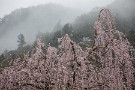 12 清雲寺は今週末にかけて見頃が続きます。Canon EOS 5D Mark IV　Canon EF70〜200mmF4