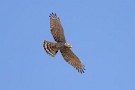 03 空を見上げるとサシバが舞っていました。南国から渡ってきたようです。Canon EOS 5D Mark IV　SIGMA 150-600mm F5-6.3 DG OS HSM Contemporary