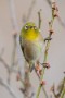 05 梅が咲いていればウメジローでしたが梅はもう散ってしまいました。Canon EOS 5D Mark IV　SIGMA 150-600mm F5-6.3 DG OS HSM Contemporary