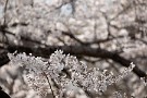 08 春ですね。Canon EOS 5D Mark IV　SIGMA 150-600mm F5-6.3 DG OS HSM Contemporary