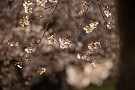 11 Canon EOS 5D Mark IV　SIGMA 150-600mm F5-6.3 DG OS HSM Contemporary
