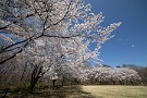 01 秩父でもソメイヨシノが満開となりました。今日は天気も快晴で、爽やかな春の１日となりました。そんな長閑な桜風景をお楽しみください。Canon EOS 5D Mark IV　SIGMA 12-24mm F4.5-5.6 II DG HSM