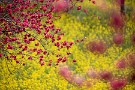 08 花桃はまだ満開ではありませんが咲き揃ってきました。Canon EOS 5D Mark IV　SIGMA 150-600mm F5-6.3 DG OS HSM Contemporary
