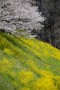 09 桜は来週にかけて見頃が続きます。Canon EOS 5D Mark IV　SIGMA 150-600mm F5-6.3 DG OS HSM Contemporary