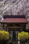 01 秩父地方は桜満開の晴天の土曜日となりました。秩父市荒川の昌福寺では満開から桜吹雪へと向かっています。Canon EOS 5D Mark IV　Canon EF24〜105mmF4
