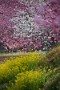03 花桃は満開です。Canon EOS 5D Mark IV　SIGMA 150-600mm F5-6.3 DG OS HSM Contemporary