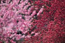 06 Canon EOS 5D Mark IV　SIGMA 150-600mm F5-6.3 DG OS HSM Contemporary
