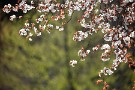 09 桜が終わると… Canon EOS 5D Mark IV　SIGMA 150-600mm F5-6.3 DG OS HSM Contemporary