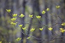 10 新緑の季節です。Canon EOS 5D Mark IV　SIGMA 150-600mm F5-6.3 DG OS HSM Contemporary