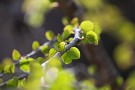 11 森ではだいぶ若葉が目立ってきました。Canon EOS 5D Mark IV　SIGMA 150-600mm F5-6.3 DG OS HSM Contemporary