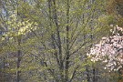 12 次回は夕桜をお送りします。Canon EOS 5D Mark IV　SIGMA 150-600mm F5-6.3 DG OS HSM Contemporary
