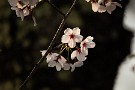 07 芯が赤くなってきたのでもうすぐ散ってしまいそうです。Canon EOS 5D Mark IV　SIGMA 150-600mm F5-6.3 DG OS HSM Contemporary