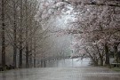 01 今日はこの前の日曜日に撮影した、春の雨に佇む桜や新緑をお楽しみください。Canon EOS 5D Mark IV　Canon EF70〜200mmF4
