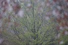 07 桂もだいぶ芽吹いてきました。Canon EOS 5D Mark IV　Canon EF300mmF4