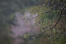 11 Canon EOS 5D Mark IV　Canon EF70〜200mmF4