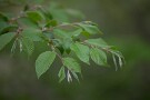 02 ブナの若葉も濃く大きくなってきました。Canon EOS 5D Mark IV　Canon EF70〜200mmF4