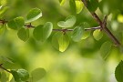 08 桂の若葉が一番輝く季節です。Canon EOS 5D Mark IV　Canon EF300mmF4