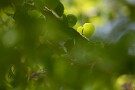 09 Canon EOS 5D Mark IV　Canon EF300mmF4