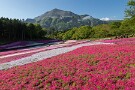 01 今朝は早く目が覚めたので、久しぶりに芝桜が満開の羊山公園へ行ってみました。Canon EOS 5D Mark IV　Canon EF24〜105mmF4