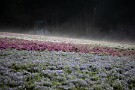 02 昨日の雨で濡れた芝桜からは湯気が上がっていました。Canon EOS 5D Mark IV　Canon EF24〜105mmF4