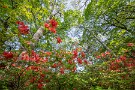 04 今年は花はやや少なめでした。Canon EOS 5D Mark IV　SIGMA 12-24mm F4.5-5.6 II DG HSM