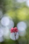 05 爽やかな風が森を吹き抜けました。Canon EOS 5D Mark IV　Canon EF300mmF4
