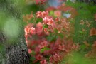 06 Canon EOS 5D Mark IV　Canon EF300mmF4