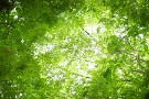 03 Canon EOS 5D Mark IV　Canon EF50mmF1.4