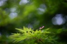 04 紅葉の花です。Canon EOS 5D Mark IV　Canon EF50mmF1.4