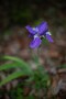 06 イチハツの花です。Canon EOS 5D Mark IV　Canon EF50mmF1.4