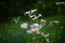 07 ハルジオンです。Canon EOS 5D Mark IV　Canon EF50mmF1.4