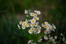 08 庭に咲いていたら速攻抜きますが…^^; Canon EOS 5D Mark IV　Canon EF50mmF1.4