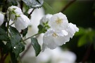 01 昨日今日と肌寒い雨の1日となりました。この季節の長雨を「卯の花腐し」と言います。ちょうど庭の卯の花（バイカウツギ）も満開で、雨に濡れた姿が瑞々しくその爽やかな薫りに夏の訪れを感じます。この時期ホトトギスも鳴き出すのでまさに「夏は来ぬ」の世界が広がります。Canon EOS 5D Mark IV　Canon EF70〜200mmF4