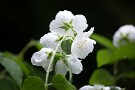 02 「夏は来ぬ」と言えば、冒頭の「卯の花の匂ふ垣根に…」の部分の「匂ふ」はこのバイカウツギの爽やかな薫りとばかり思っていましたが、卯の花（ウツギ）には実に様々な種類があり、そのほとんどは匂いがしないというのを写真を撮るようになって知りました。「匂ふ」には「美しく光輝く様」という意味もあるので、「卯の花の白い花が初夏の光に輝いている様子」と解釈するのが一般的なようです。しかしバイカウツギの爽やかな薫りにホトトギスを聞けば、まさにこの詩の世界が実感できるのです。実際のところは作詞者の佐佐木さんにしかわかりませんね。「薫」「匂」と書いていて「源氏物語」宇治十帖を思い出しました^^; Canon EOS 5D Mark IV　Canon EF70〜200mmF4