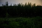 01 秩父は蛍舞う季節となりました。昨夜、ピークを迎えたヒメボタルを見に自生地に行ってみました。Canon EOS 5D Mark IV　SIGMA 24-60mm F2.8 EX DG